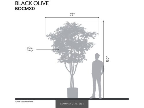 Black Olive Tree ID# BOCMX0