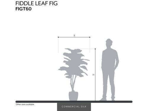 Fiddle Leaf Fig Tree ID# FIGT60