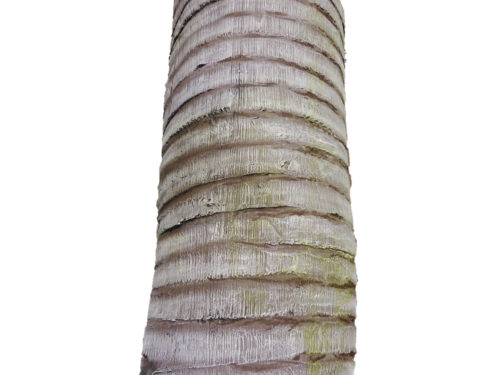 Artificial Coconut Palm Tree - Fake Indoor Palm Tree | Commercial Silk