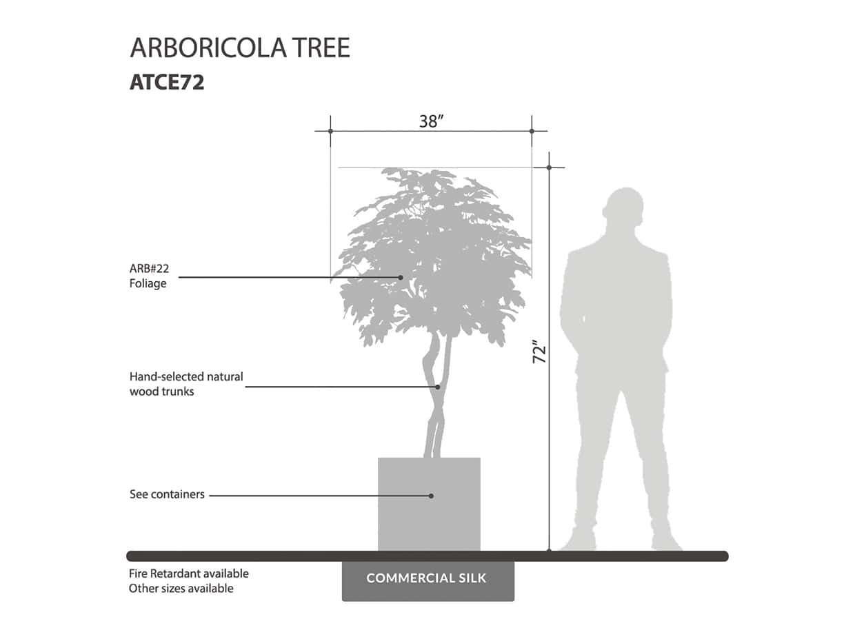 Arboricola Schefflera Tree ID# ATCE72