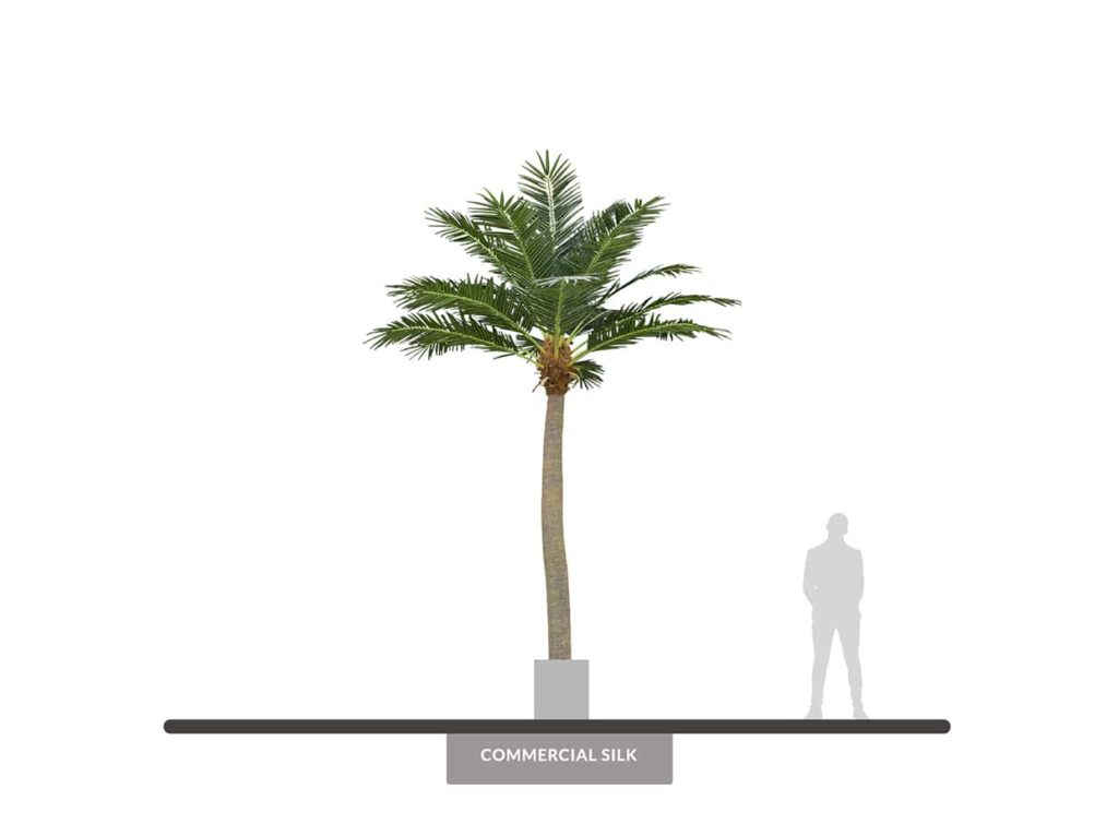 Coco Palm Tree ID# PCC1X6++