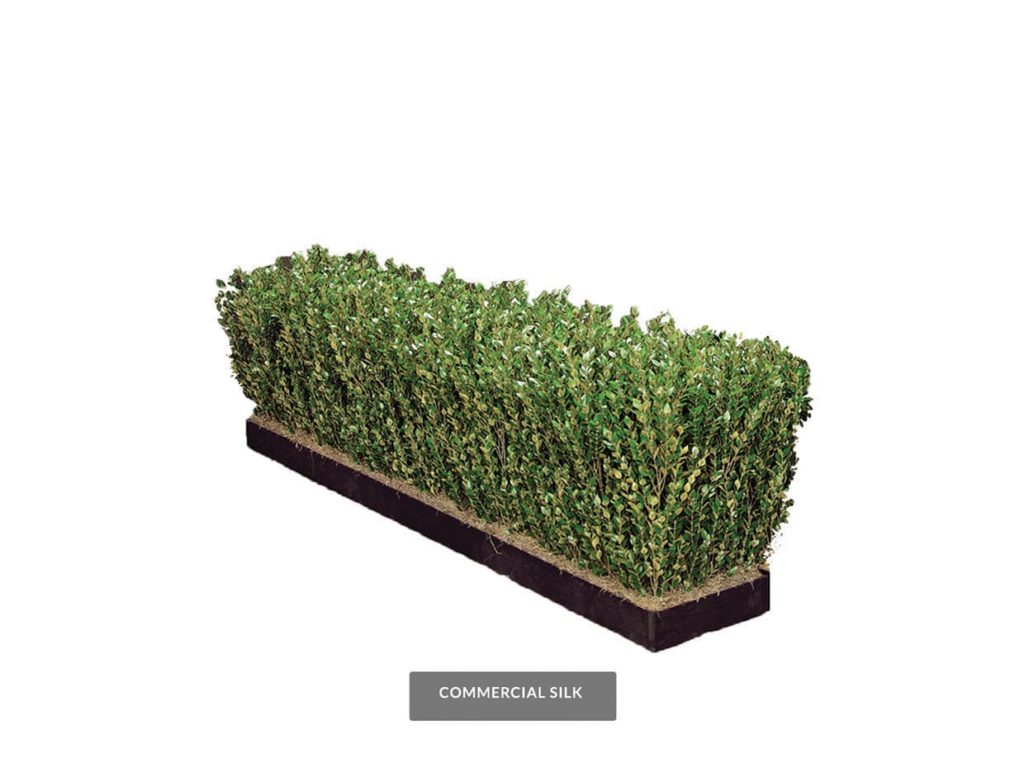 Evergreen Privet Hedge