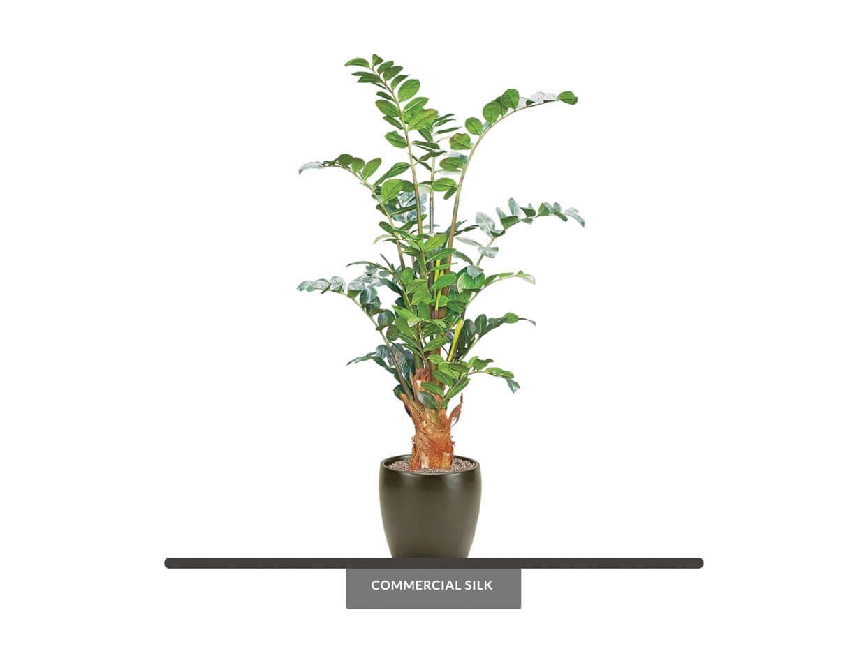 fire stick pencil cactus Firestick plant, pencil cactus, Euphorbia tirucalli, Firestick cactus, –  Desert Noir main image 1