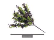 Marigold Bush ID# MAR++20