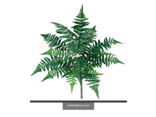 Forest Fern Bush ID# FEF#17