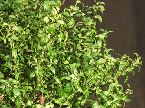 Artificial Mountain Laurel Plant Potted - Faux Plants | Commercial