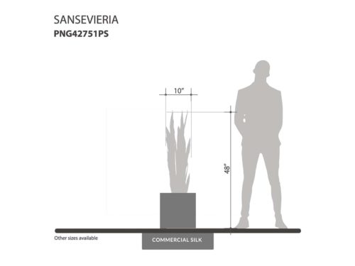 Sansevieria Plant ID# PNG42751PS