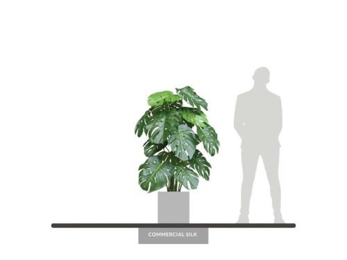 snow pothos Snow Queen Pothos Plant | Epipremnum Aureum