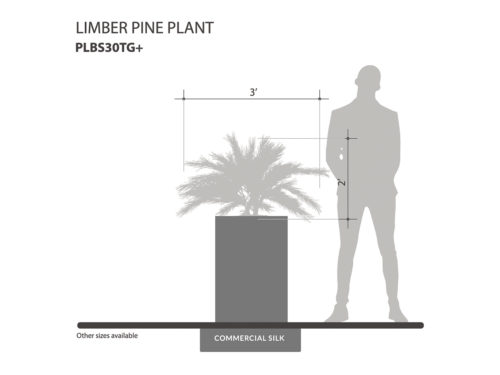 Limber Pine Plant, Spreader, Tea Green ID# PLBS30TG+