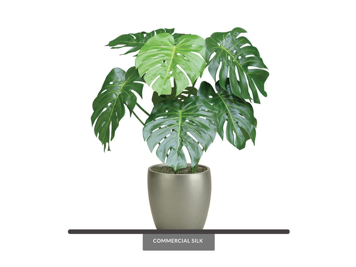 braided green python snake plant Sansevieria Cylindrica Braid | Snake Plant | Care Guide and Pro Tips -  Delivery from Toronto across Canada