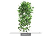 English Ivy Vine ID# IVE128+