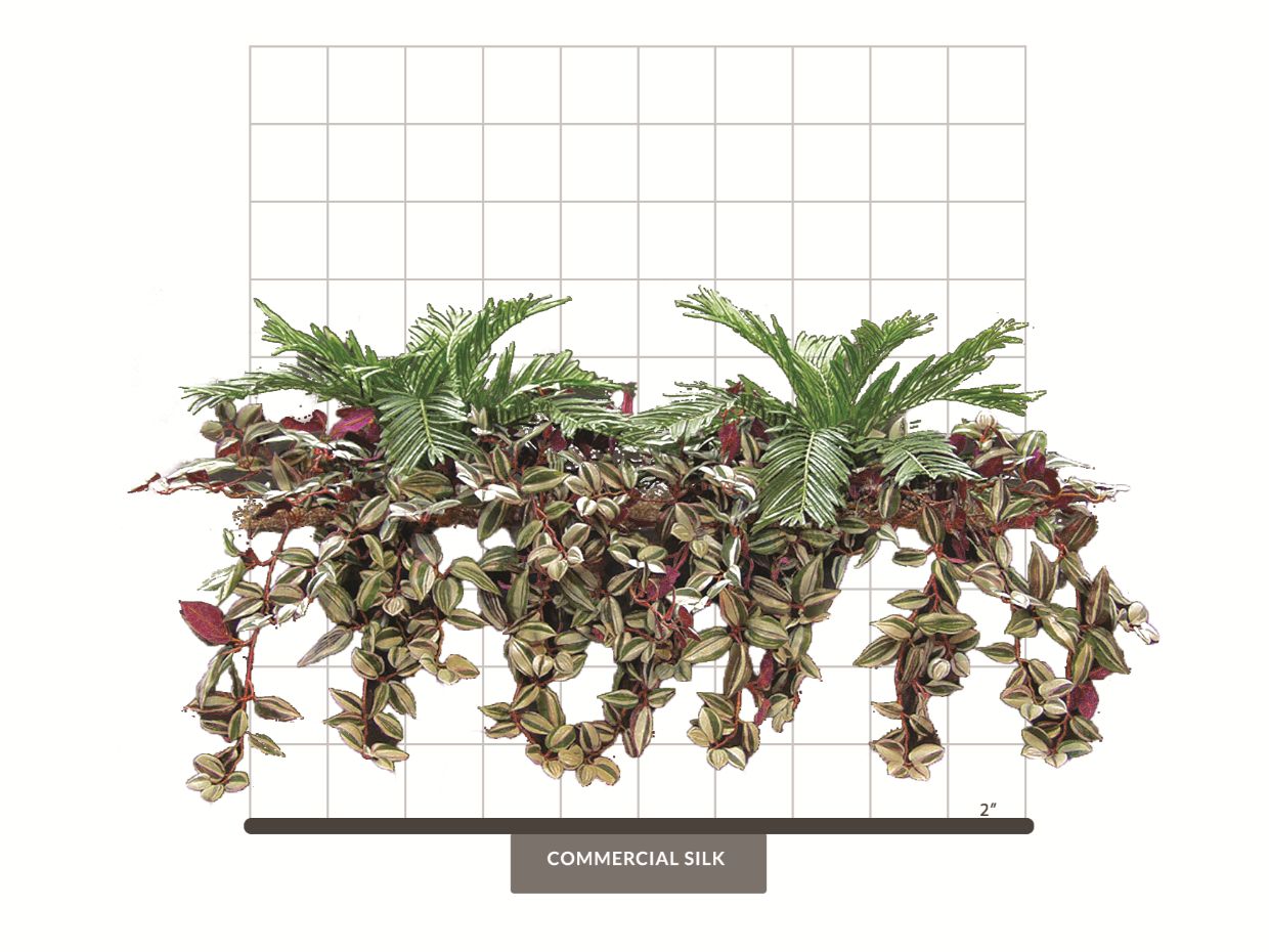 Wandering Jew Hanging Plant