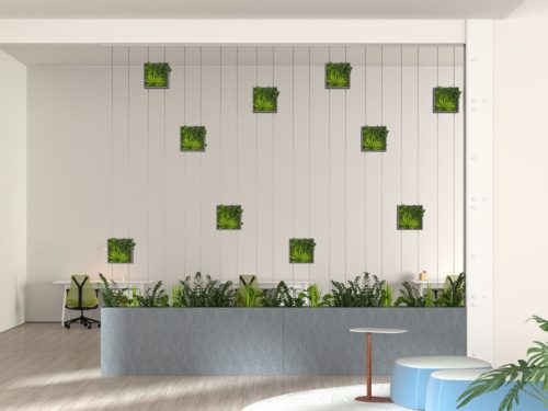 zimmer olivenbaum pflege Olea (Olivenbaum) kaufen? | Dotan main image 0