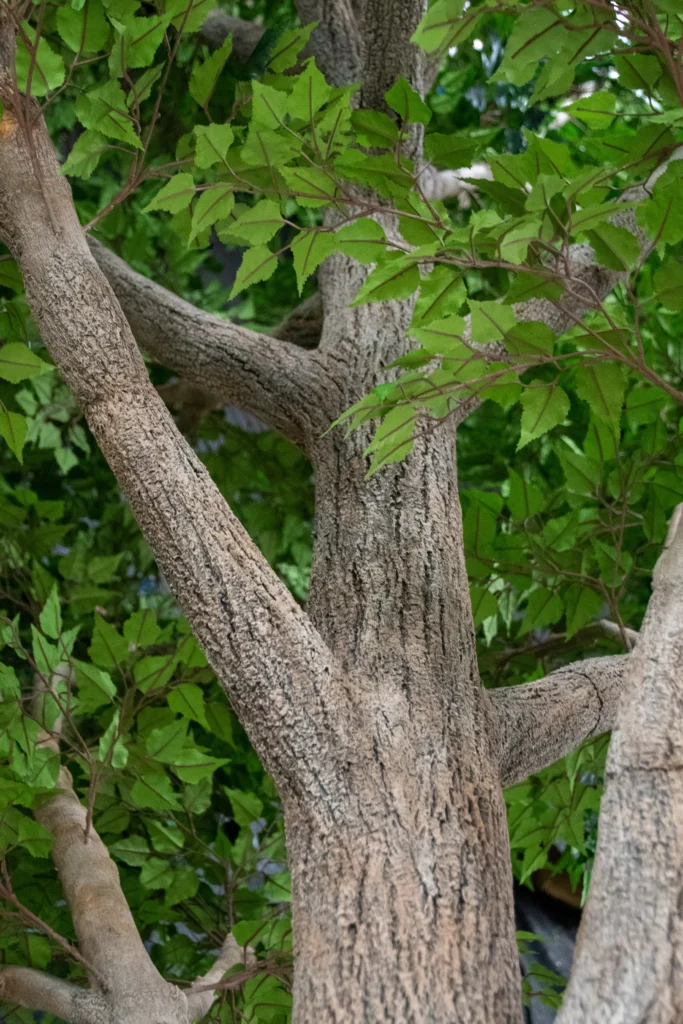 Artificial Aspen tree with light gray textured bark and clusters of triangular serrated green leaves.