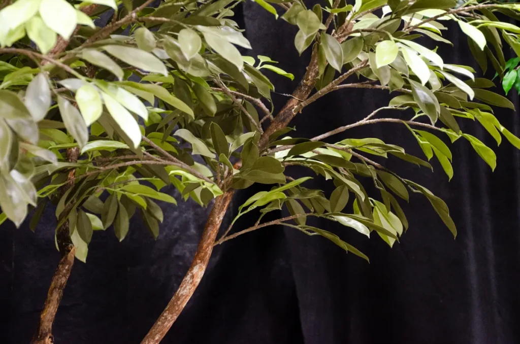 Artificial ficus tree with slender matte green leaves and brown textured branches.