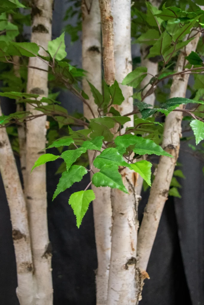Artificial Paper Birch tree with white peeling bark and clusters of green serrated leaves.