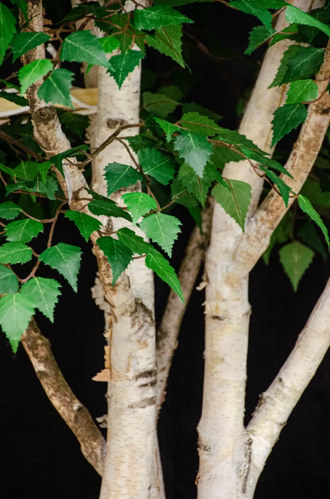 Artificial Paper Birch tree with white peeling bark and clusters of green serrated leaves against a dark background.