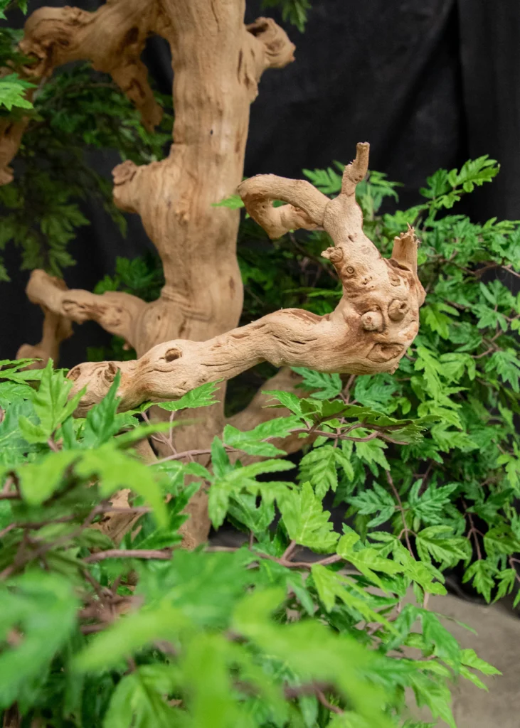 Artificial Ming Aralia bonsai tree with twisted light-brown trunk and dense clusters of green divided leaves against a dark backdrop.