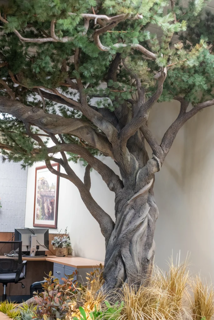 Artificial Ancient Bristlecone Pine tree with twisted trunk and dense green canopy installed in an office corner beside a desk and framed wall art.