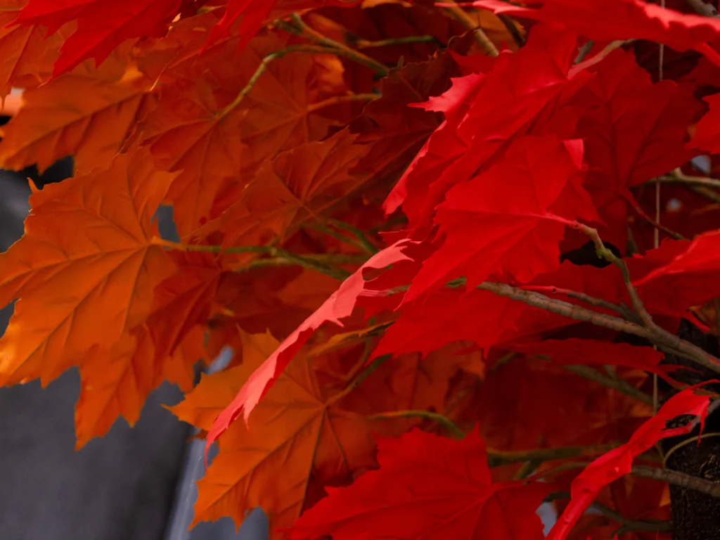 Artificial maple tree with clusters of vivid red and orange five-lobed autumn leaves.
