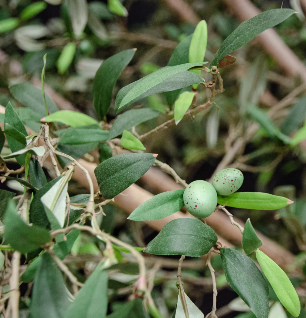 Artificial Mediterranean olive tree branch with slender gray-green leaves and two small green olives with speckled surface.