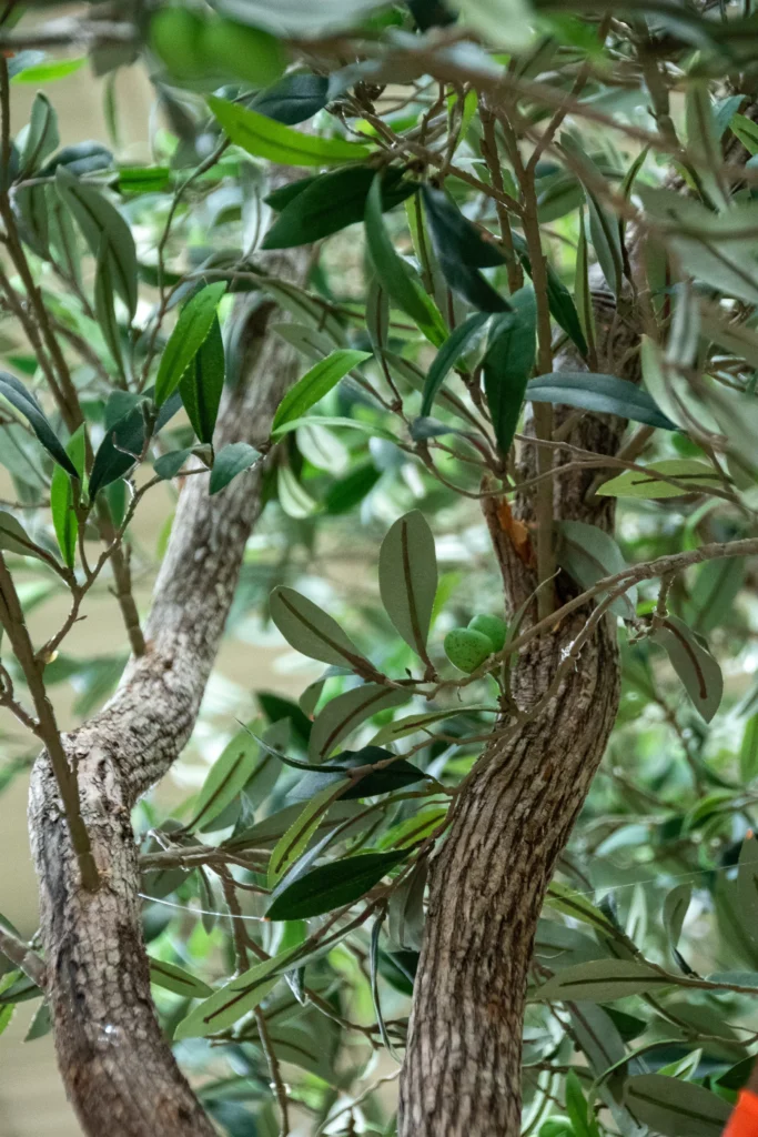 Artificial Mediterranean olive tree with gnarled twisting trunk, slender gray-green leaves, and small green olives.