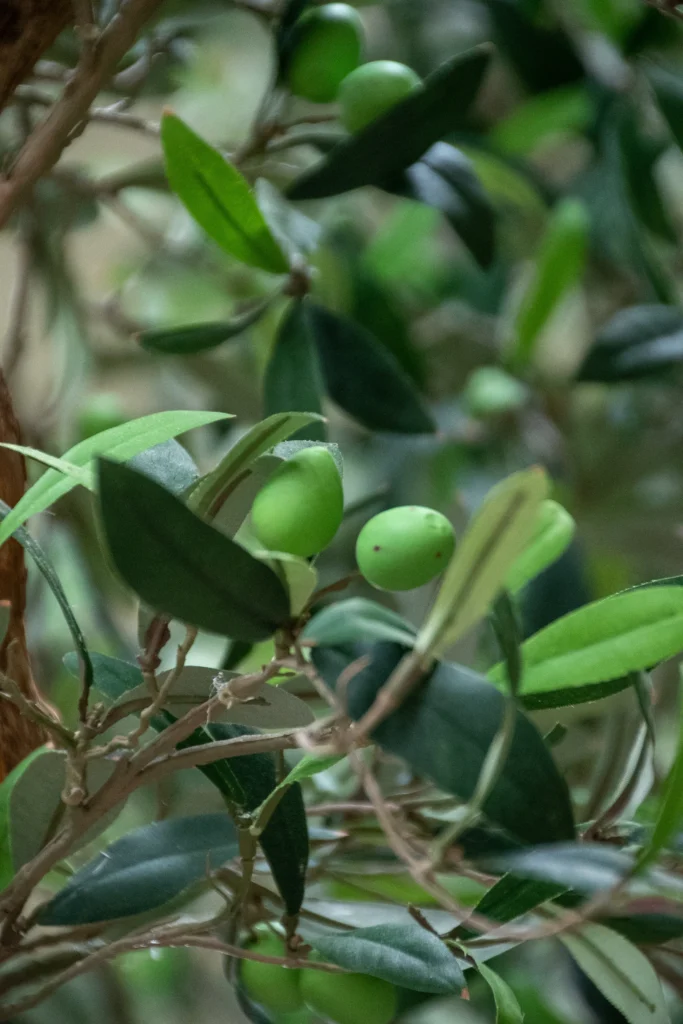 Artificial Mediterranean olive tree with slender gray-green leaves and clusters of small green olives.