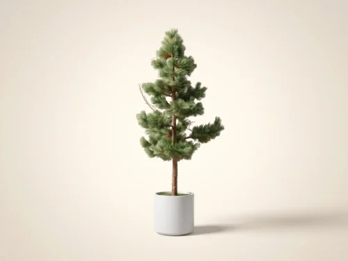 Long Needle Pine Tree ID# PLN1X4