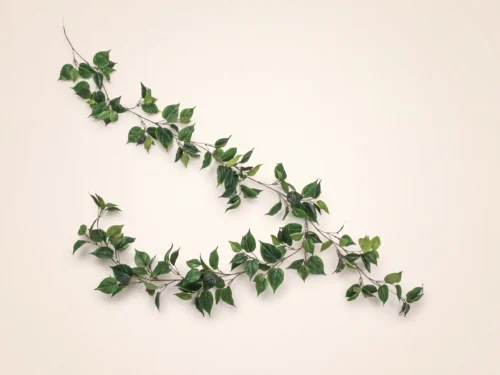 Philodendron Heartleaf Garland, Green ID# PHL#72