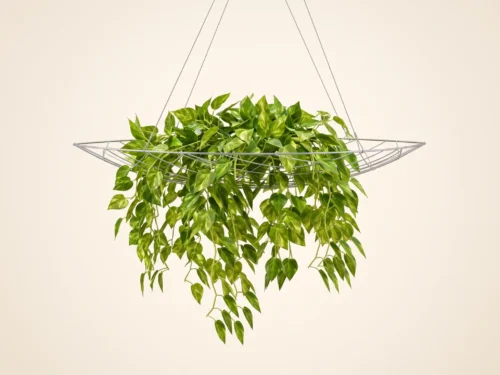 BIO-SCL-001 | Screen Leaf