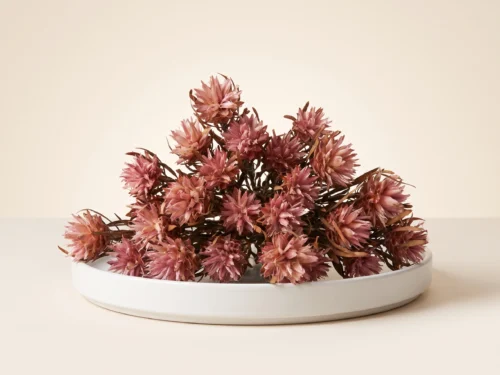 Dried Pink Plumosum