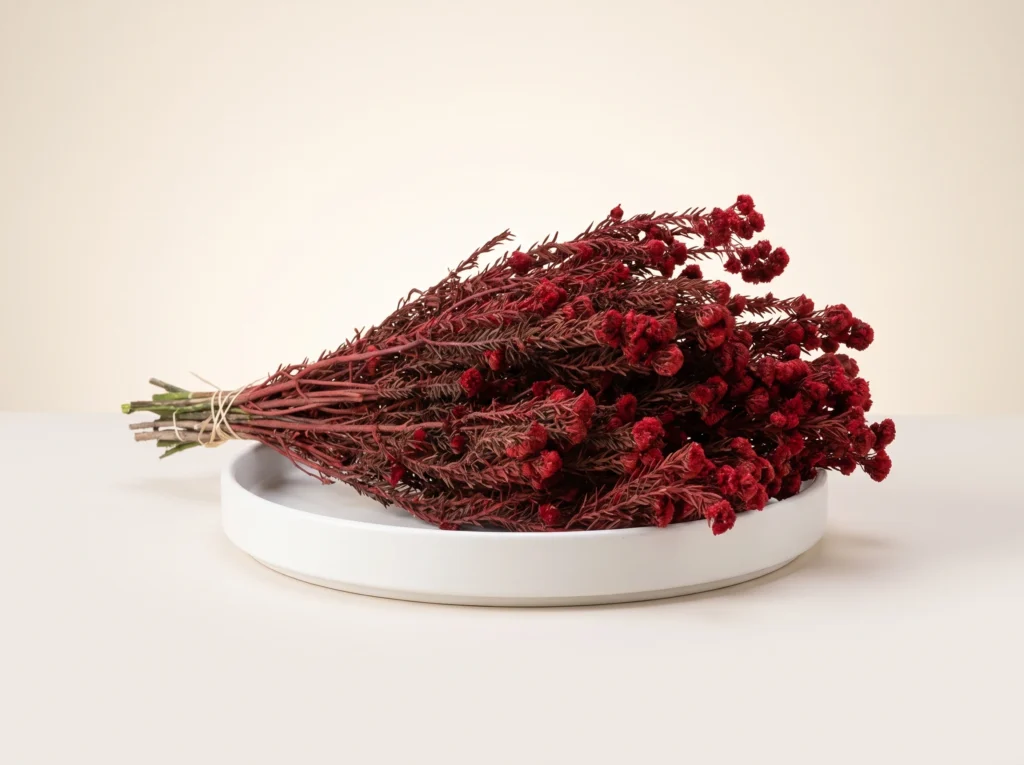 Dried Red Cotton Phylica