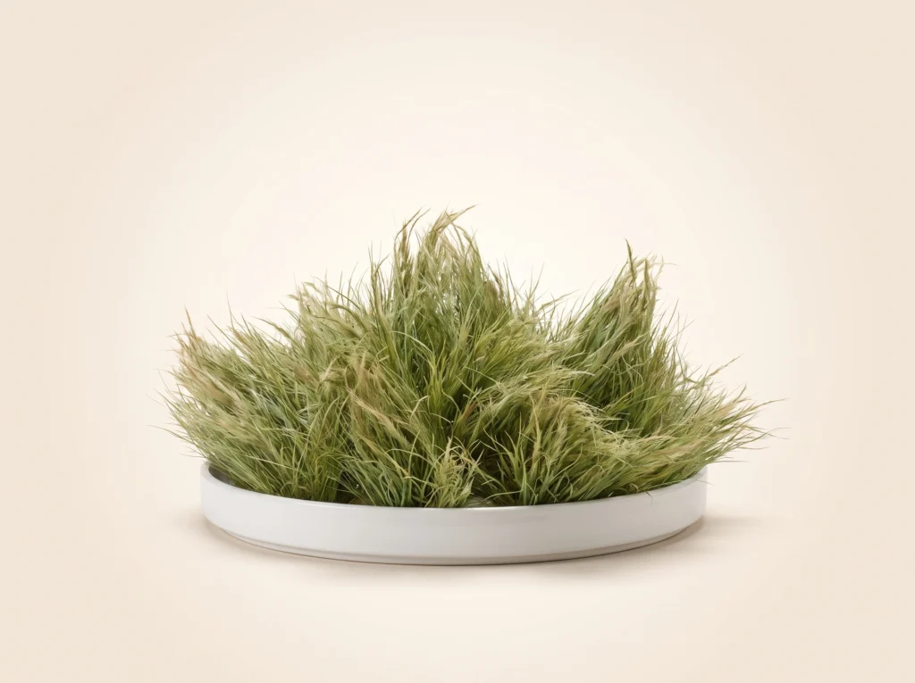 Dried Congo Grass