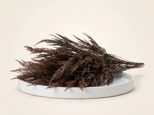 Dried Reed Grass