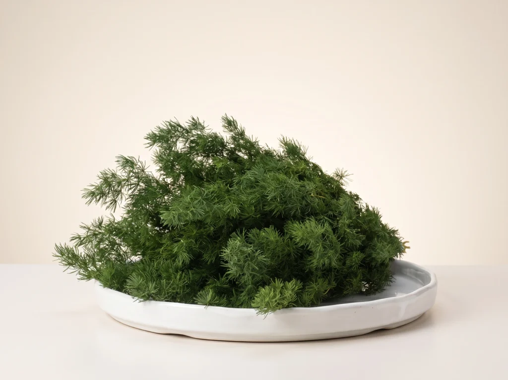 Preserved Ming Fern