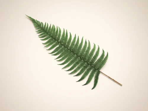 Preserved Parchment Fern