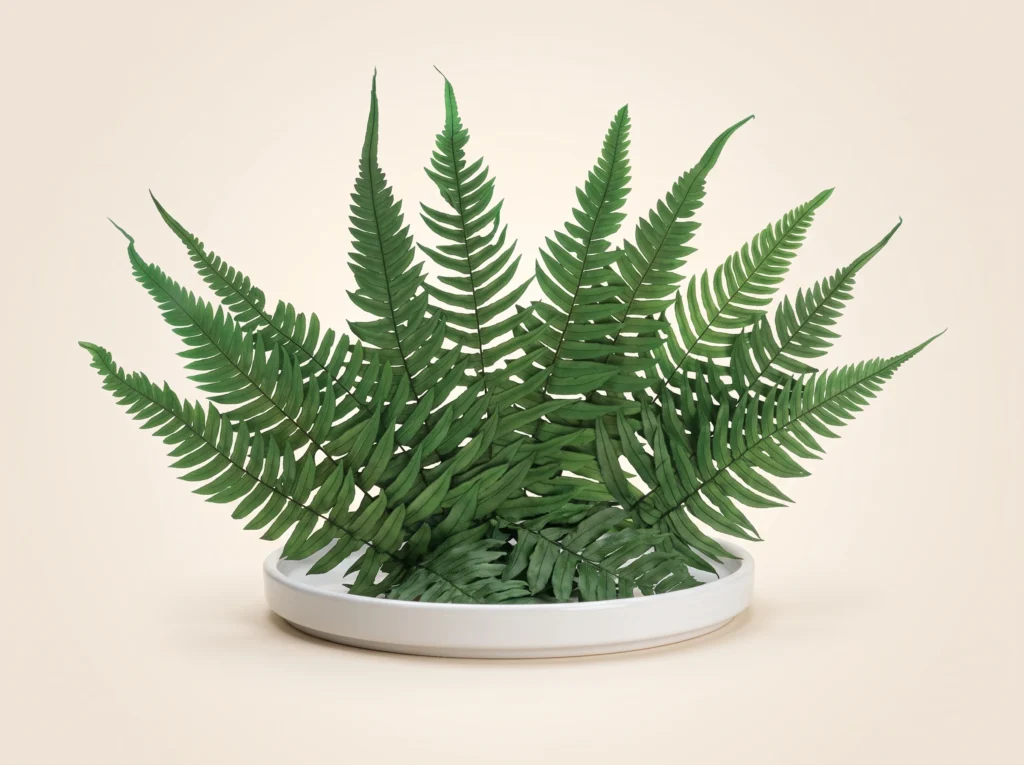 Preserved Rock Fern