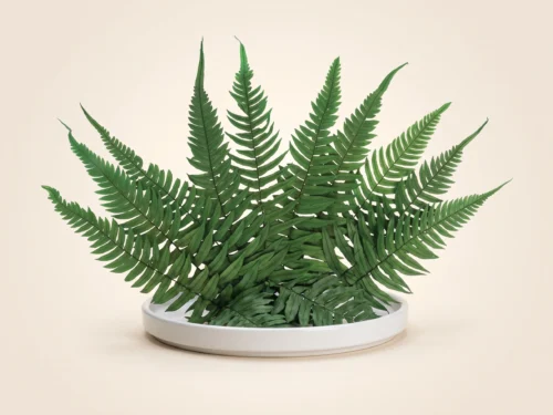 Preserved Rock Fern