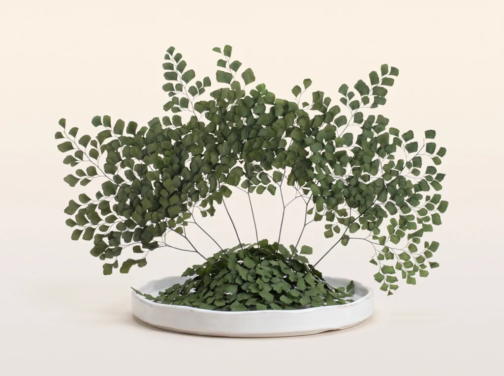 Preserved Adianthum Fern