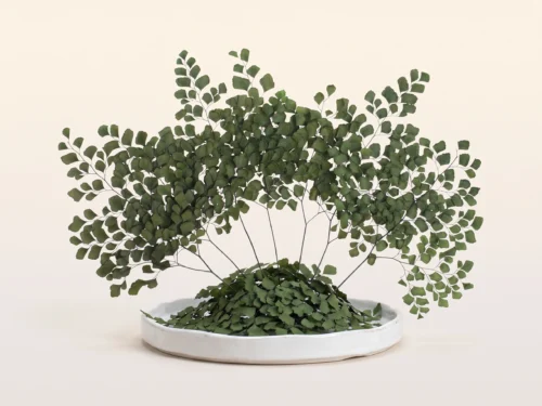Preserved Adianthum Fern 