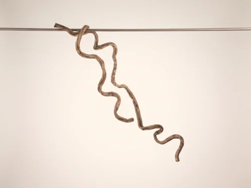 Preserved Dried Jungle Vine