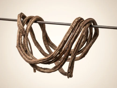 Thick Preserved Coil Vine