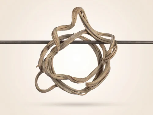 Preserved Coil Vine