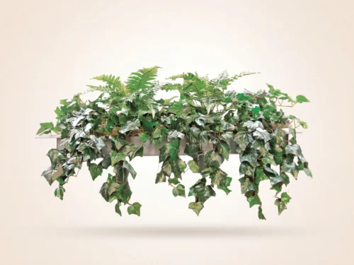 Trailing Ivy Hanging Plant
