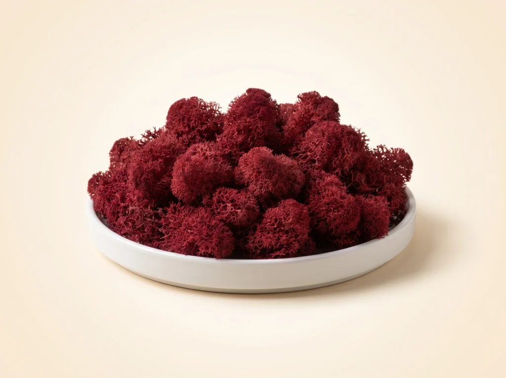 Burgundy Color Preserved Reindeer Moss