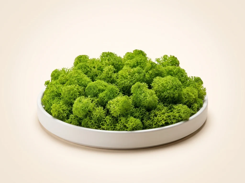 Vibrant Spring Color Preserved Reindeer Moss