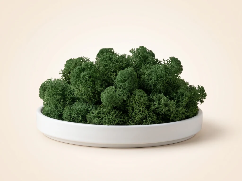 Forest Green Preserved Reindeer Moss