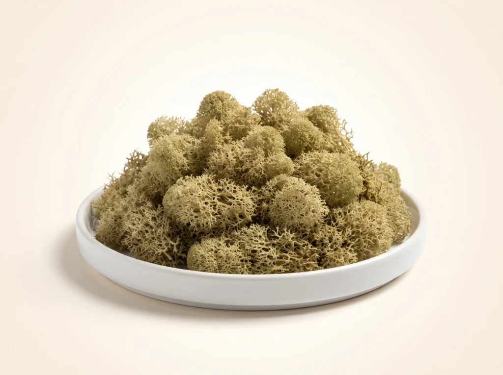 Natural Color Preserved Reindeer Moss