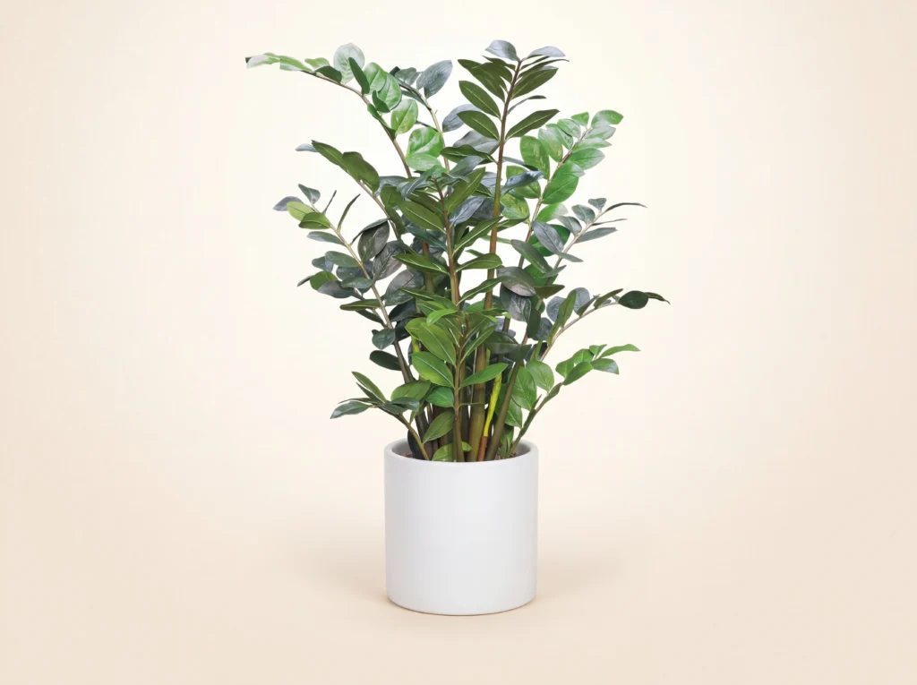 Artificial ZZ Plant