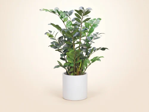 ZZ Plant ID# ZZZM48